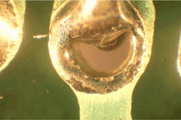 PCB - Wave Soldering Defects Incomplete Joint